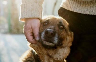 La razón por la que tu perro te persigue a todos lados - C9N