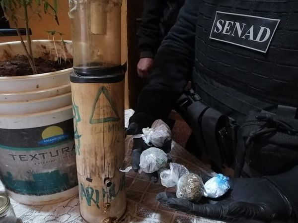 Microtraficante tenía un improvisado invernadero de marihuana en su casa - Nacionales - ABC Color