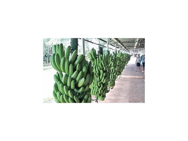 Analizan ubicar más bananas en los súper