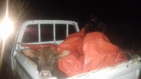 EN PERSECUCIÓN, POLICÍA RECUPERA VACAS HURTADAS EN LA PAZ
