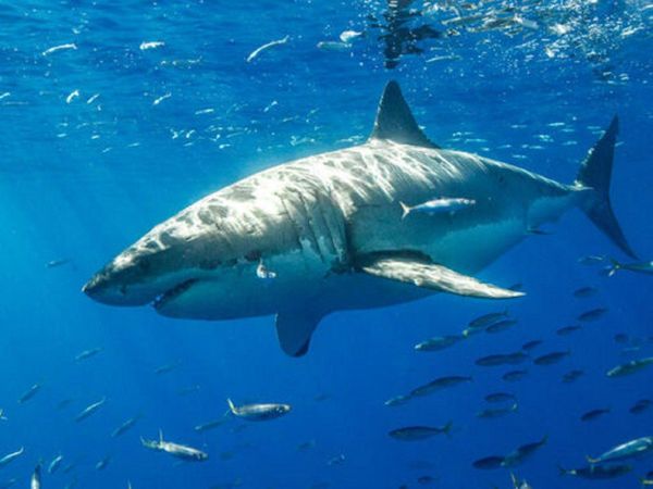 Surfista adolescente fallece tras el ataque de un tiburón blanco