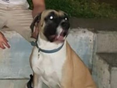 Un perro causa terror tras un brutal ataque
