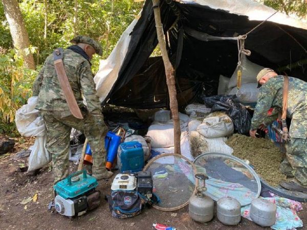 Destruyen complejo narco con 10 campamentos para cultivos de marihuana en Amambay