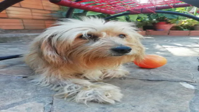 Perrita evitó que motochorros raptaran a beba de un añito - PARAGUAYPE.COM