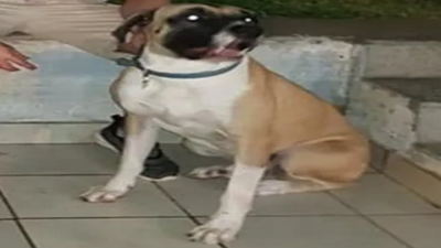 Un perro causa terror tras un brutal ataque - PARAGUAYPE.COM
