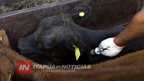 PRESIDENTE DE LA ARP ITAPÚA INCENTIVA LA PARTICIPACIÓN DE PRODUCTORES EN LAS CAMPAÑAS DE VACUNACIÓN.