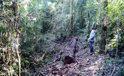 Denuncian tala furtiva en reserva forestal de 1.500 ha de Bella Vista - Interior - ABC Color