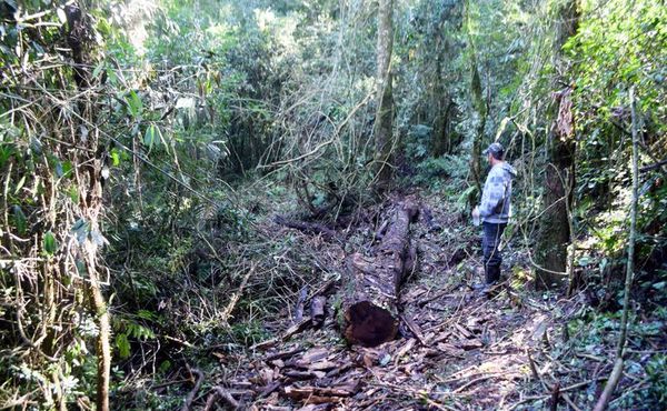 Denuncian tala furtiva en reserva forestal de 1.500 ha de Bella Vista - Interior - ABC Color