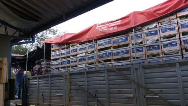 Banana paraguaya al mercado argentino