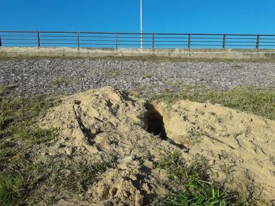 Destruyeron el nido de las lechuzas en la Costanera de Asunción - Nacionales - ABC Color