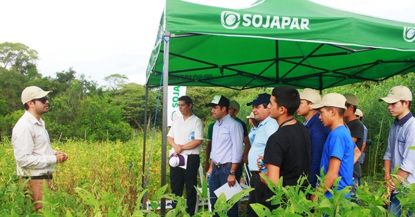 Buenas condiciones en la producción permitieron más rendimiento de variedades Sojapar