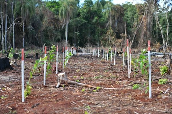 Unas 5.500 mudas de plantas de especies nativas fueron implantadas en Puerto Indio, afirma Itaipú - Nacionales - ABC Color