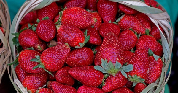 “La frutilla, dueña de la temporada” - OJO Galería