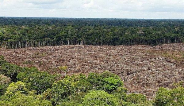 Productores luchan para mantener sus bosques en la Región Oriental » Ñanduti