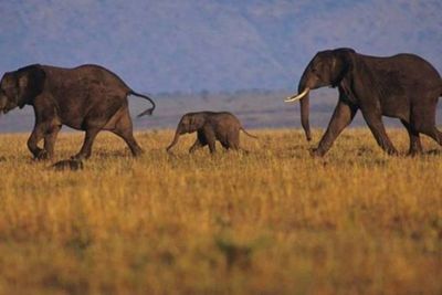 La muerte repentina de elefantes en África fue causada por un nuevo virus letal