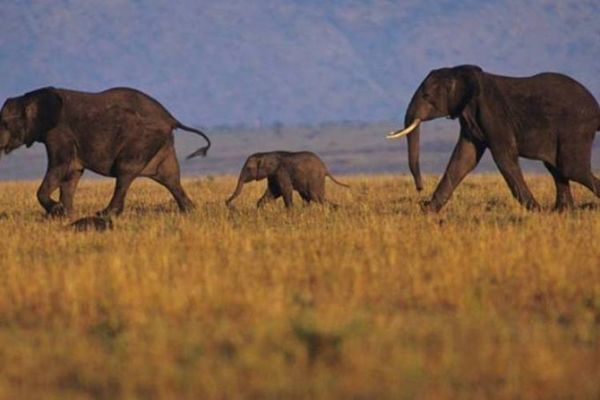 La muerte repentina de elefantes en África fue causada por un nuevo virus letal
