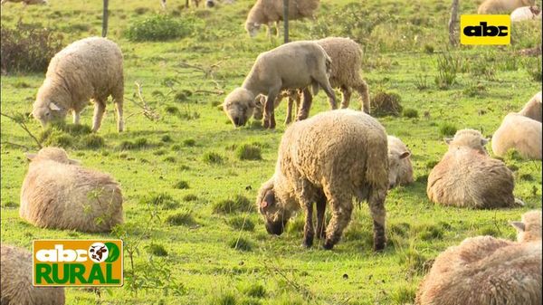 Abc Rural: Cría de ovinos en el mismo espacio de los bovinos - ABC Rural - ABC Color