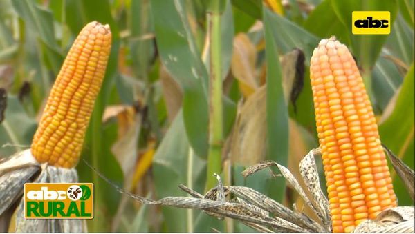 Abc Rural: Diferencia entre maíz con y sin biotecnología - ABC Rural - ABC Color