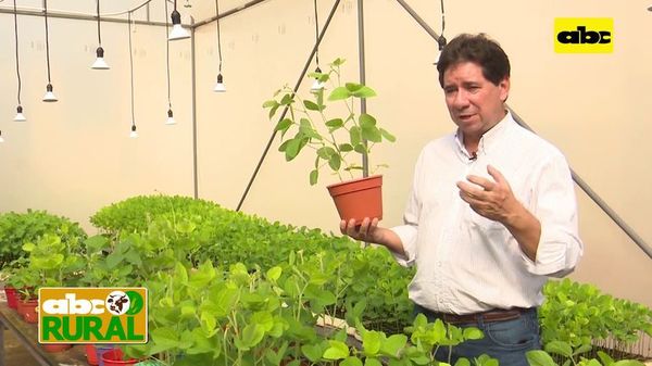 Abc Rural: Qué es la roya de la soja y su prevención - ABC Rural - ABC Color
