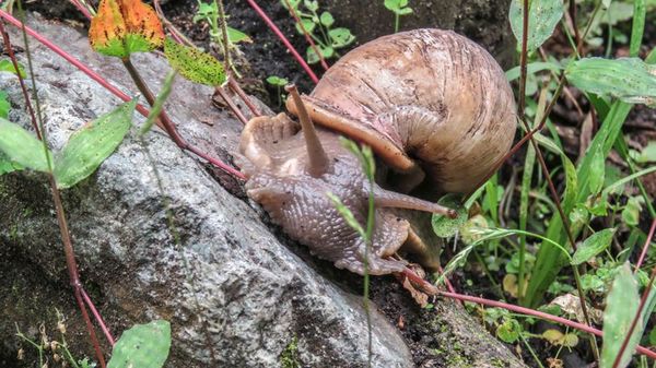 Expertos mexicanos estudian veneno de caracol para combatir dolor crónico - Ciencia - ABC Color