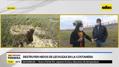 Destruyen nidos de lechuzas en la Costanera - ABC Noticias - ABC Color