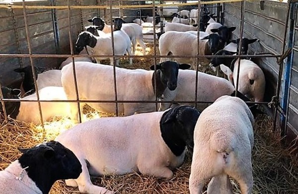 Venta de ovejas Dorper al competitivo mercado argentino instala orgullo en la ganadería paraguaya - La Mira Digital