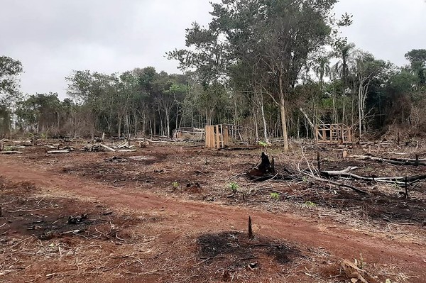 Sorprenden a falsos sintierras de Morombí devastando valiosos árboles para sembrar marihuana - La Mira Digital