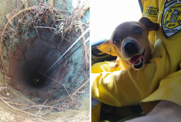 ¡Las imágenes de día! Bomberos rescatan a perrita que cayó a un pozo de más de 20 metros - Megacadena — Últimas Noticias de Paraguay