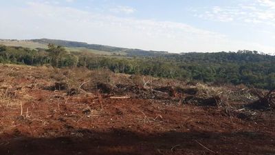 Denuncian a colono brasileño por presunta deforestación en Canindeyú - Nacionales - ABC Color