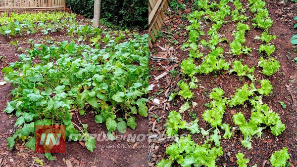 VERIFICAN RESULTADOS DE PROYECTO DE PROMOCIÓN DE HUERTAS EN CAPITÁN MIRANDA.