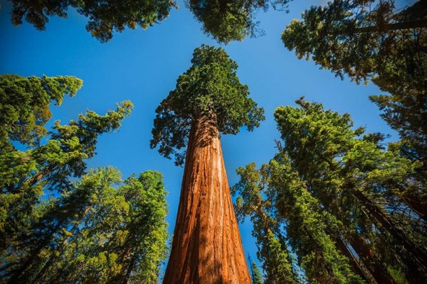 La novena edición del concurso "Colosos de la Tierra" ya cuenta con los primeros 25 árboles inscriptos » Ñanduti