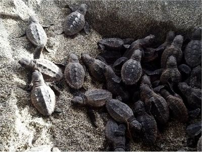 Nacen 105 tortugas bobas en el parque Tayrona