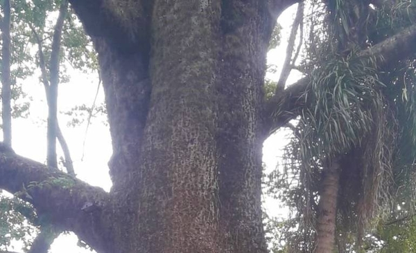 HOY / Colosos de la Tierra: primeros 25 árboles inscriptos al tradicional concurso