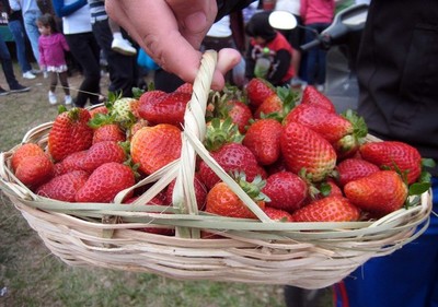 Expo Frutilla se lleva a cabo con estrictos protocolos sanitarios en Areguá » Ñanduti