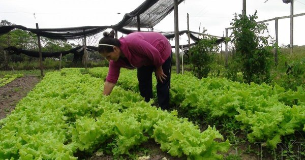 Registran resultados positivos en la producción del campo
