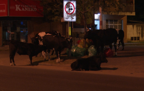 Vacas sueltas sobre la Transchaco, ante la atenta mirada de agentes policiales