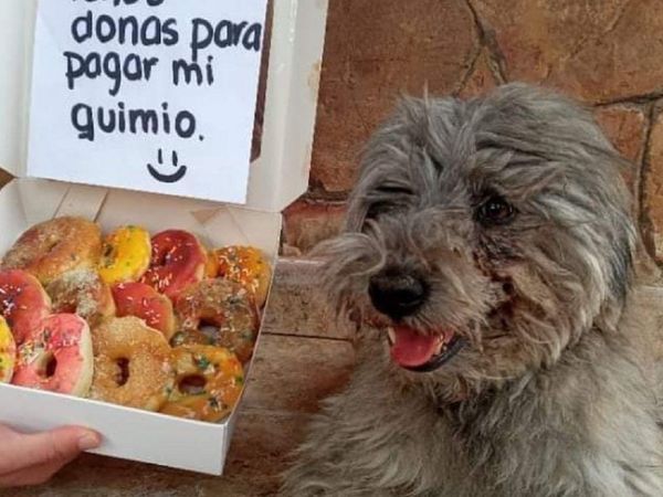 Venden donas para la quimio de su perrito