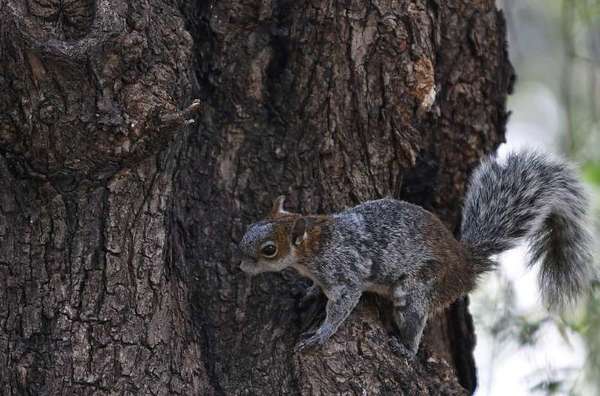 ¡Alerta en Estados Unidos! Encuentran una ardilla con peste bubónica en Colorado - Megacadena — Últimas Noticias de Paraguay