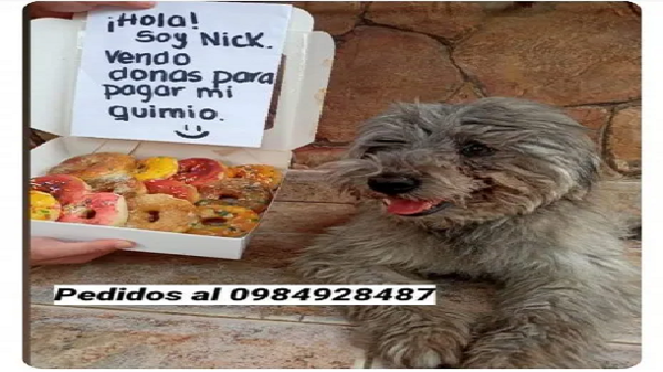 Venden donas para la quimio de su perrito