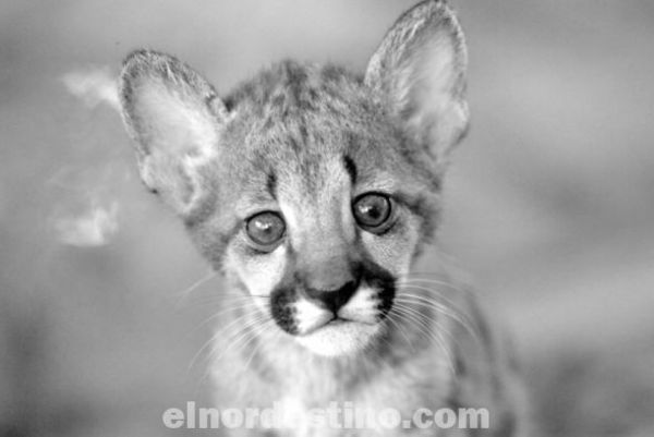 No es un lindo gatito; cachorro de puma que se quería vender fue rescatado por una familia en la zona de Puentesiño en Concepción