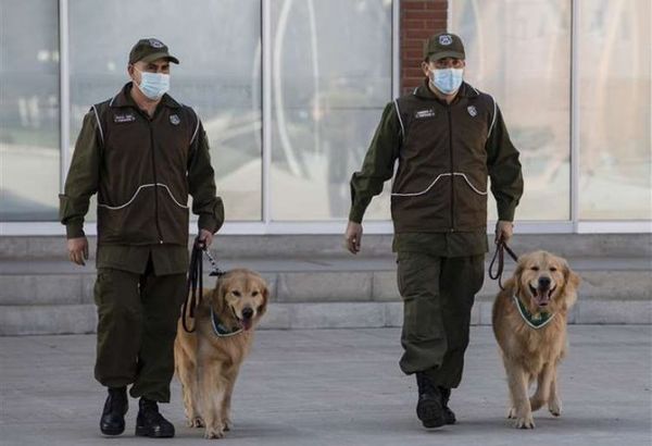 Policía chilena adiestra perros para intentar detectar a infectados de Covid-19