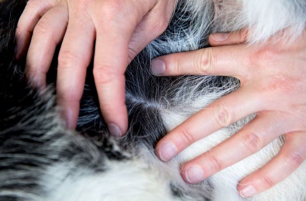 Las garrapatas afectan la salud de perros y gatos: ¿Cómo eliminarlas? - Mascotas - ABC Color