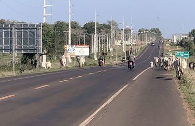 Quejas por la presencia de animales sueltos y baches en la ruta PY05 - Nacionales - ABC Color