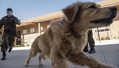 HOY / Policía chilena adiestra perros para detectar a infectados de covid-19