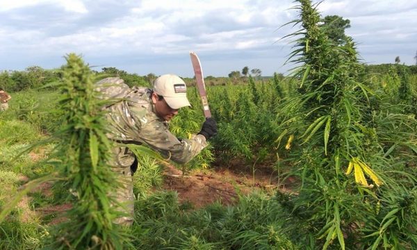 Destruyen 12,6 toneladas de marihuana en estancia de Alto Paraná – Diario TNPRESS
