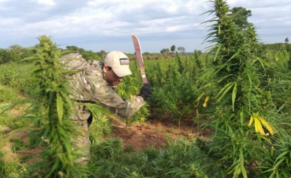 Senad destruye 12,6 toneladas de marihuana en estancia de Alto Paraná