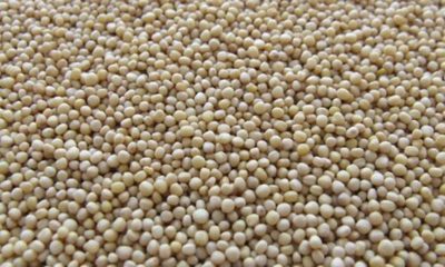 » Crece la exportación de soja al Brasil