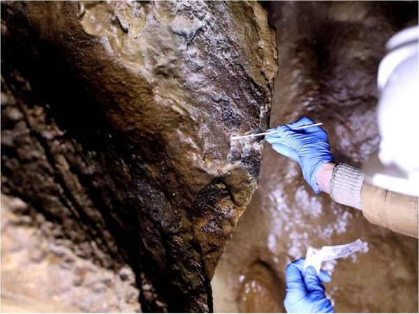 Descubren una bacteria que se alimenta de manganeso