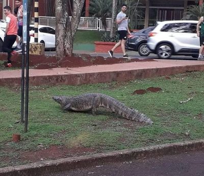 Jacaré salió a pasearse alrededor del lago