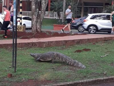 Jakare del Lago de la República se deja ver en Ciudad del Este